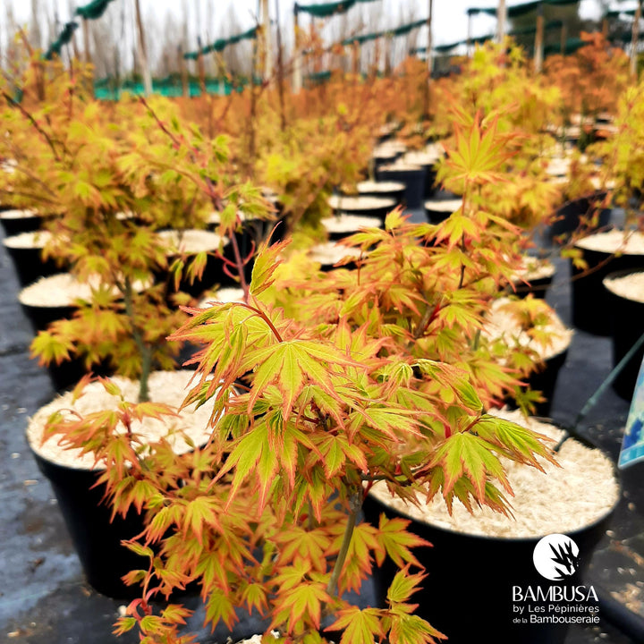 Acer palmatum &