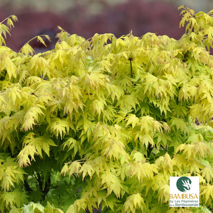 Acer palmatum &