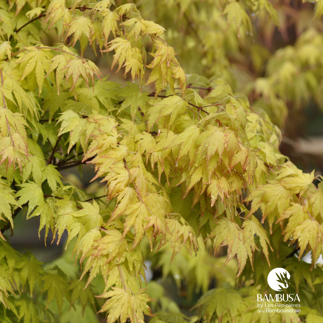 Acer palmatum &