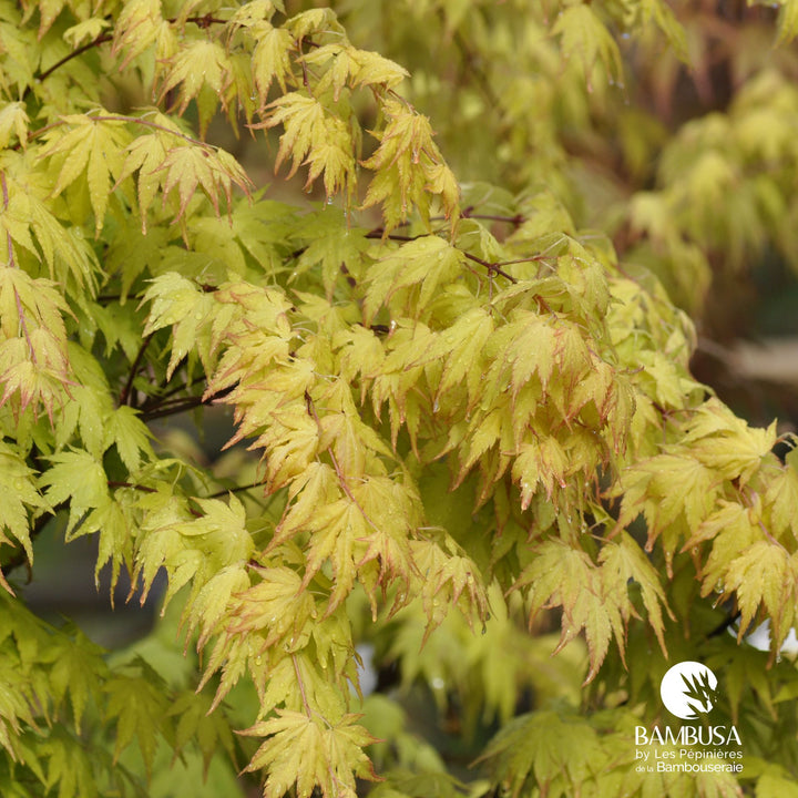 Acer palmatum &