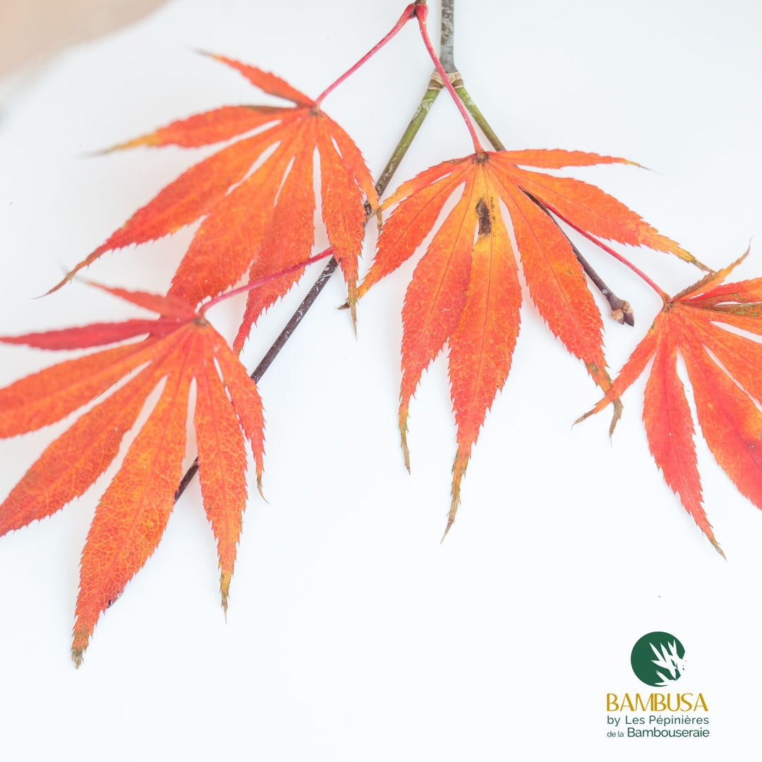 Acer palmatum &