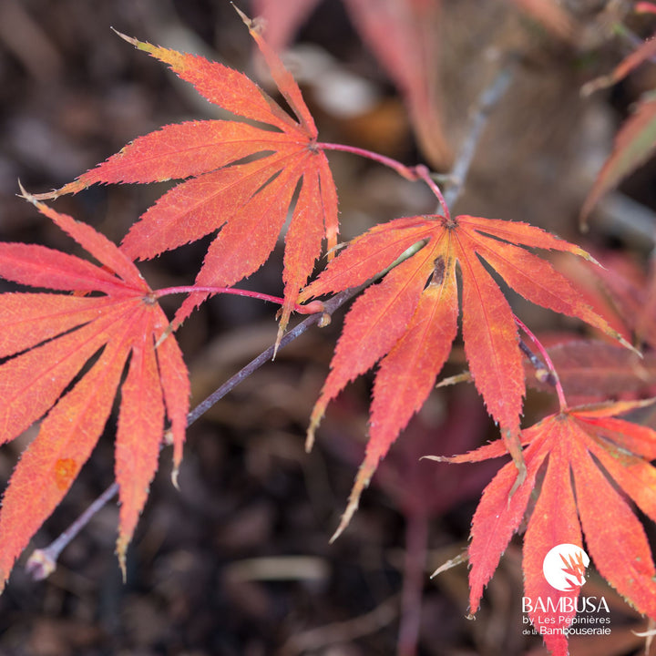 Acer palmatum &