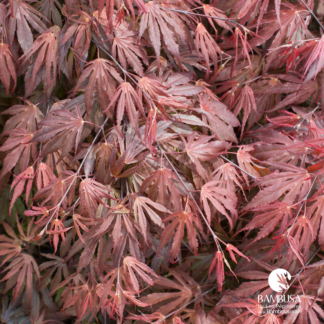Acer palmatum &
