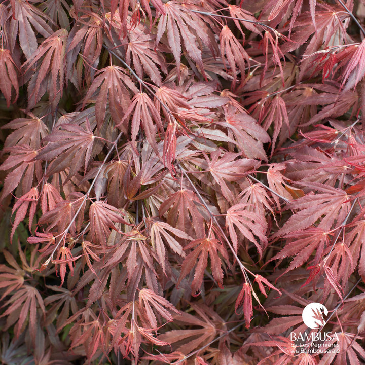 Acer palmatum &