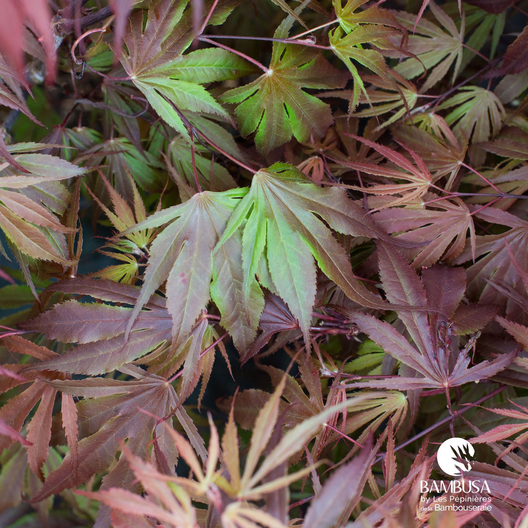 Acer palmatum &