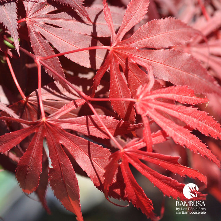 Acer palmatum &