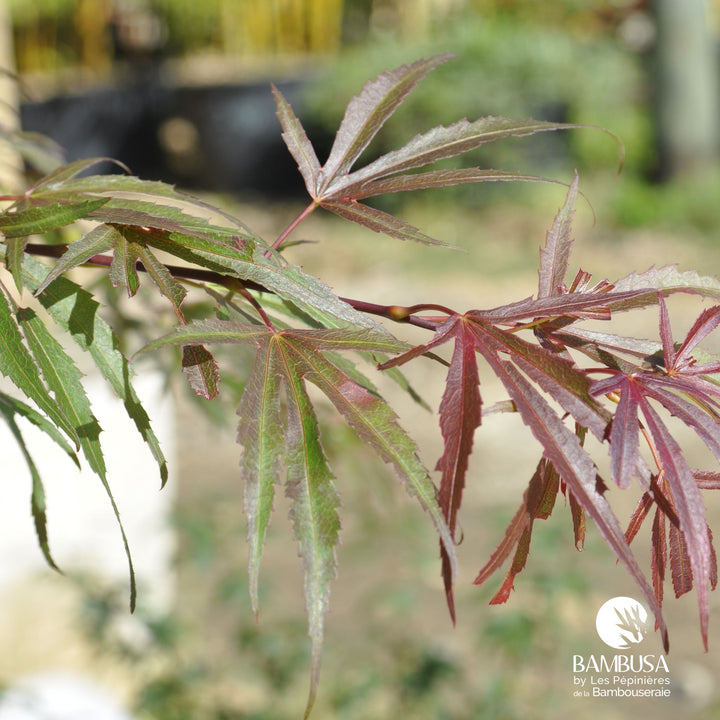 Acer palmatum &