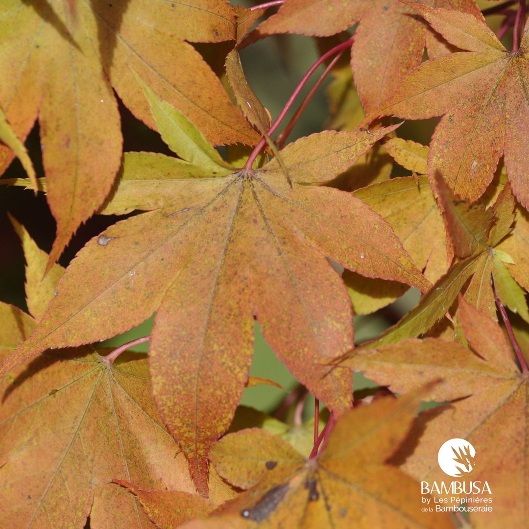 Acer palmatum 'Osakazuki' | Érable du Japon 'Osakazuki'