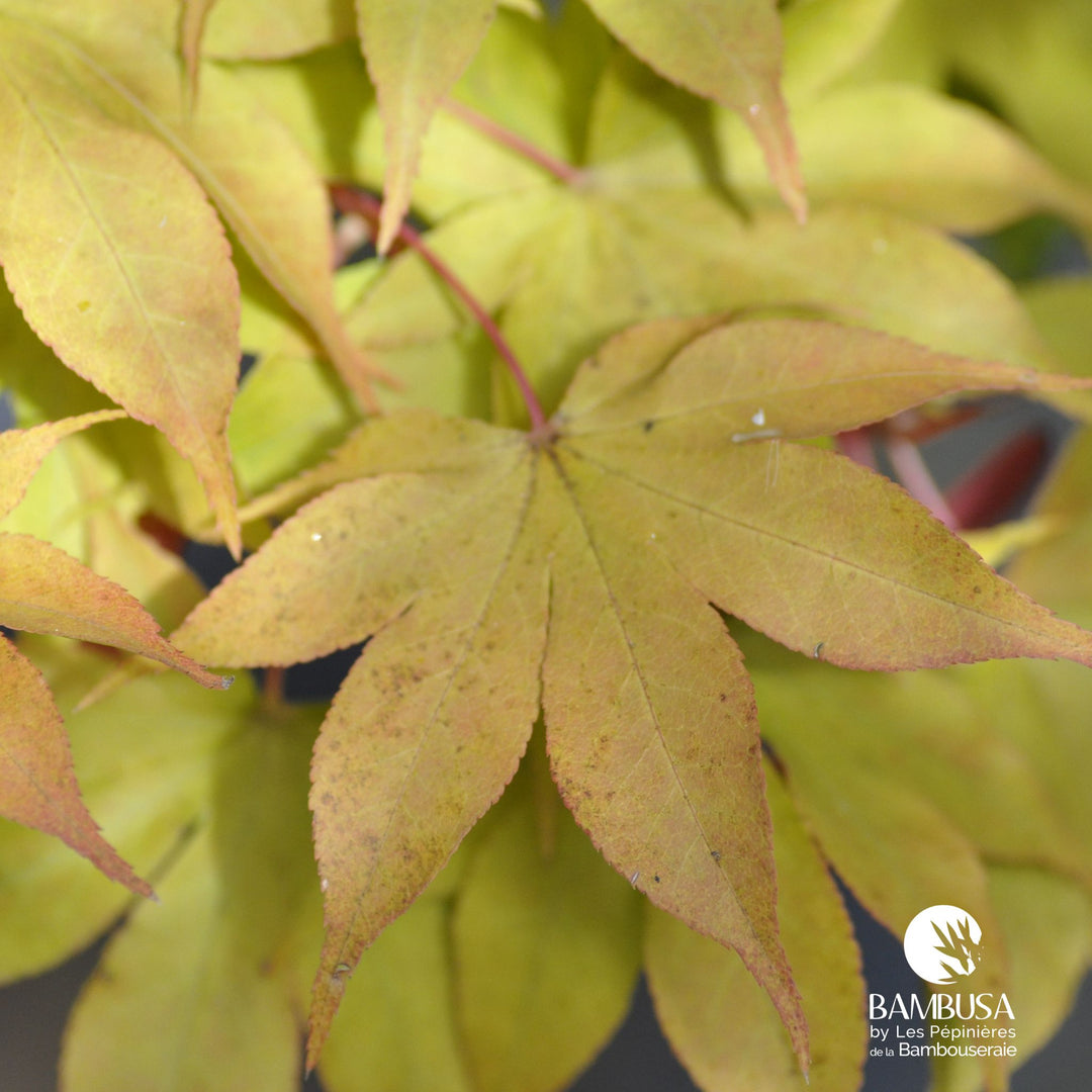 Acer palmatum &