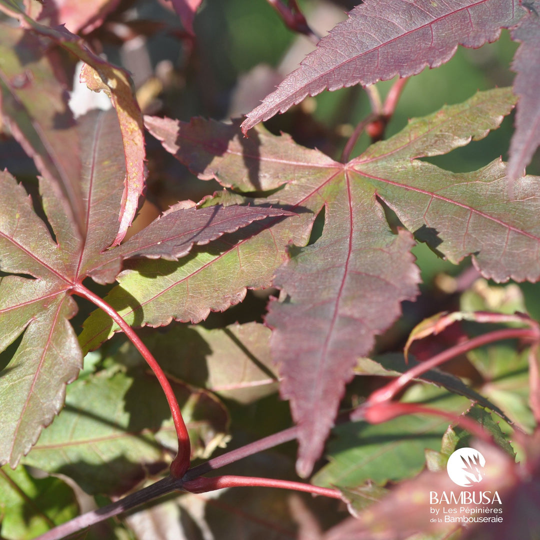 Acer palmatum &