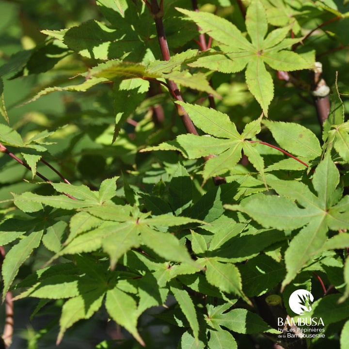 Acer palmatum &