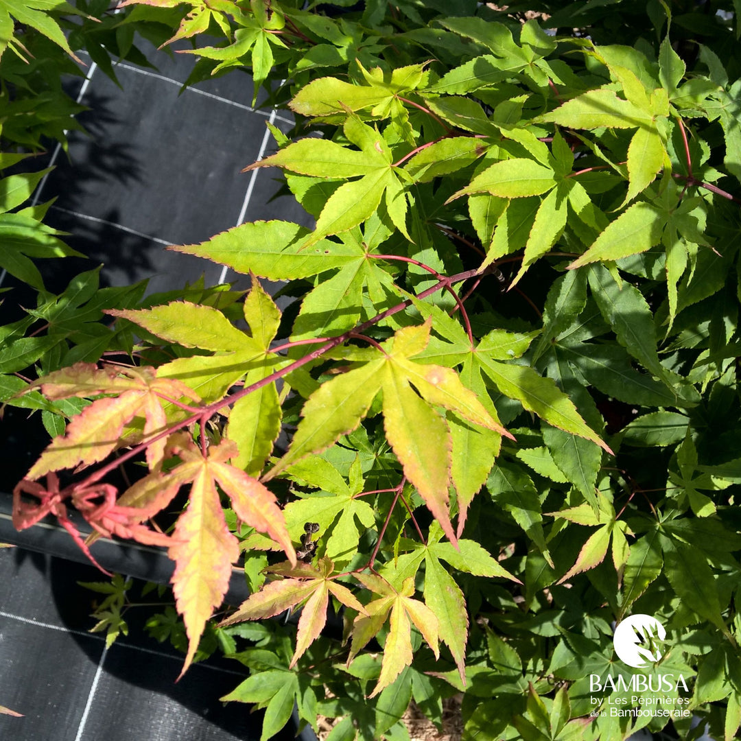 Acer palmatum &