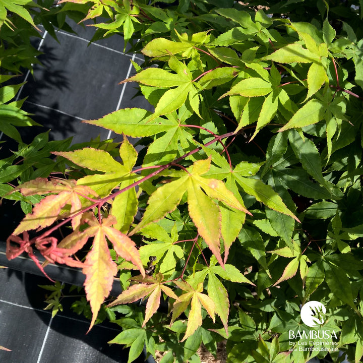 Acer palmatum &