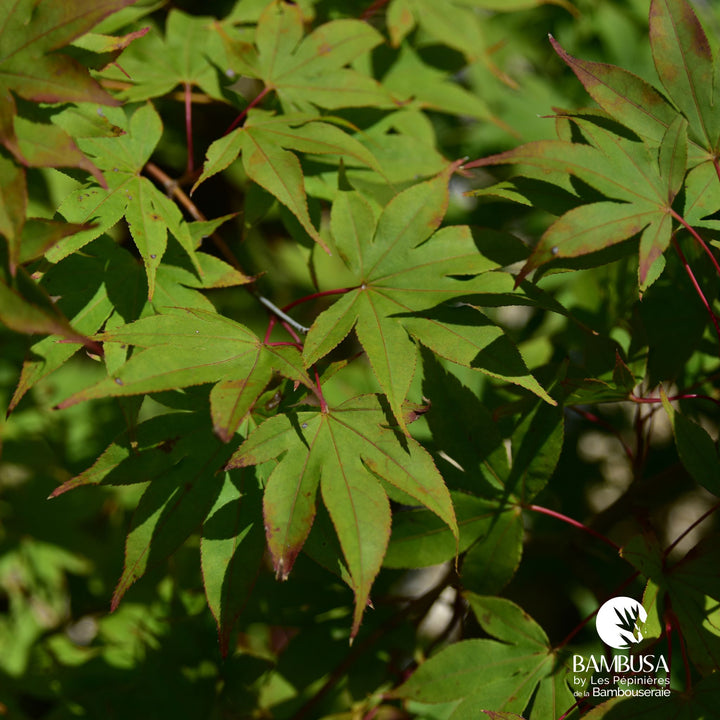 Acer palmatum &