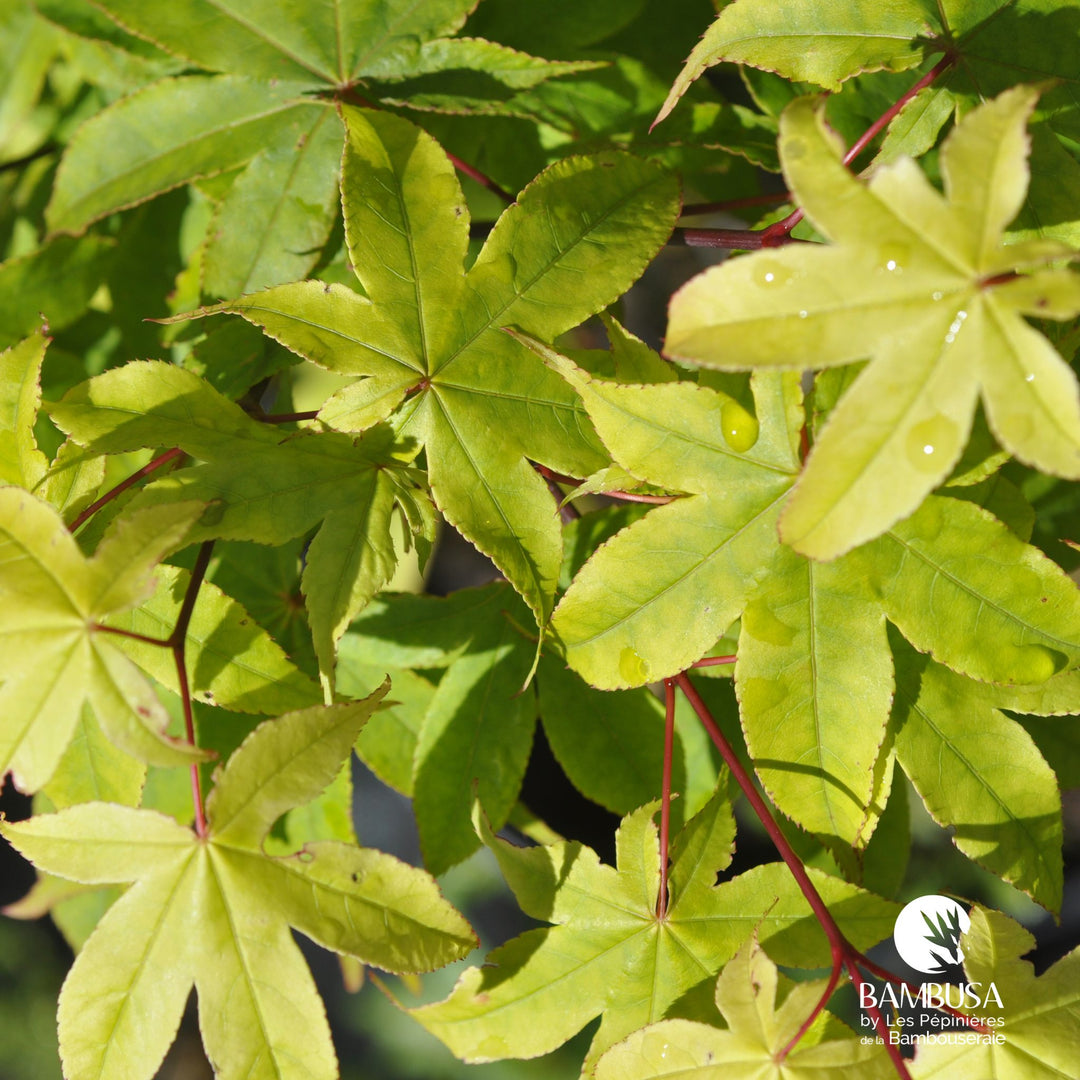 Acer palmatum &