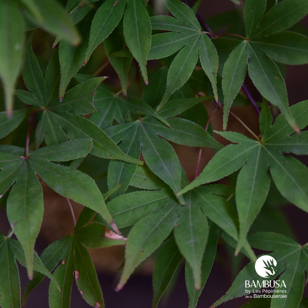Acer palmatum &
