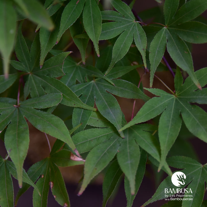 Acer palmatum &