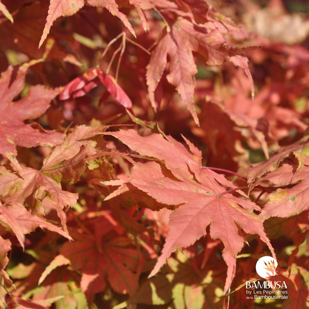 Acer palmatum &