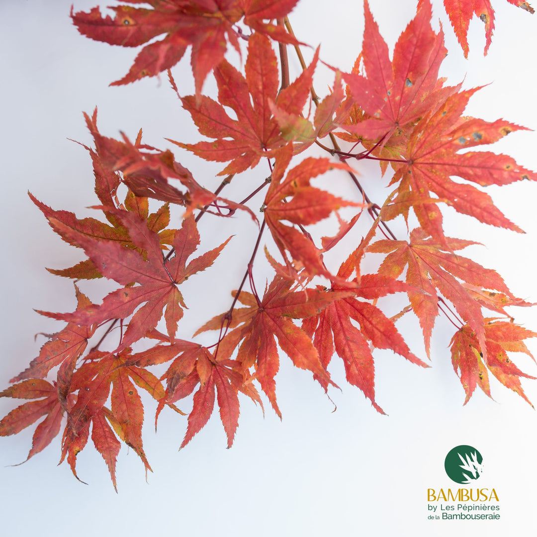 Acer palmatum &