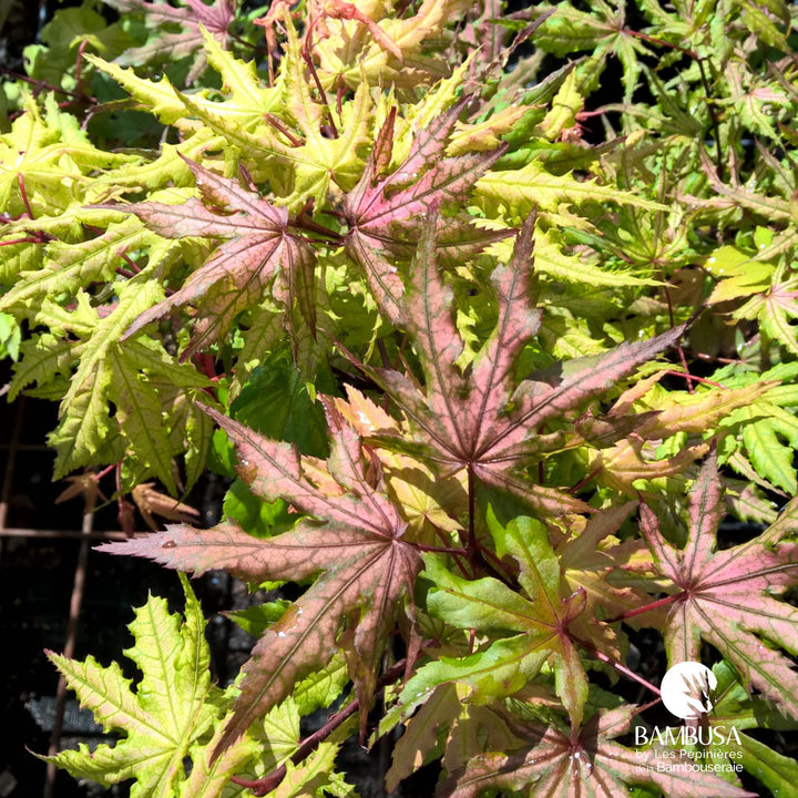 Acer palmatum &