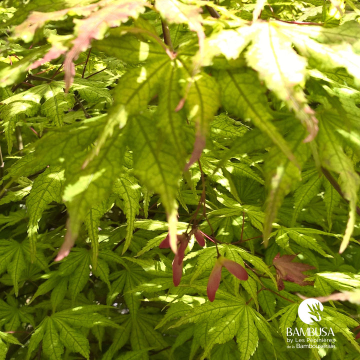 Acer palmatum &
