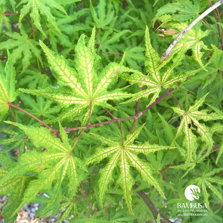 Acer palmatum &