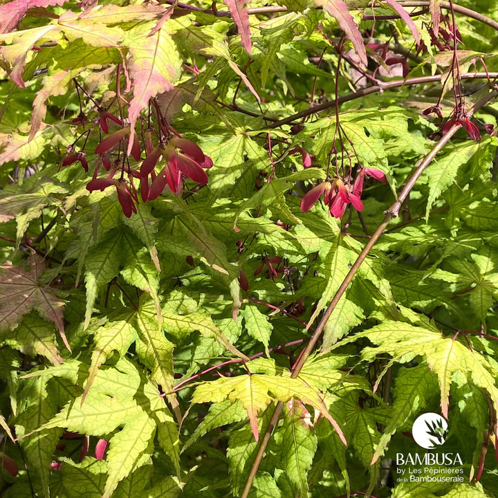 Acer palmatum &