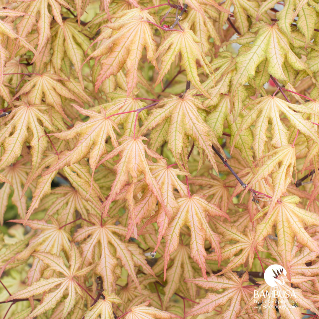Acer palmatum &
