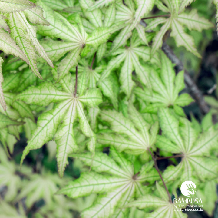 Acer palmatum &