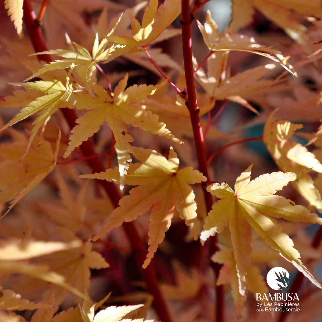 Acer palmatum &