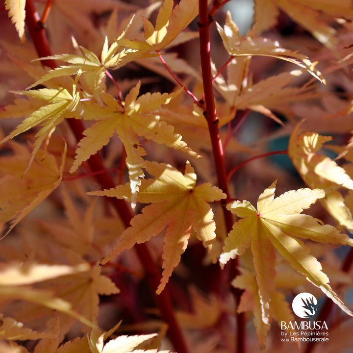 Acer palmatum &