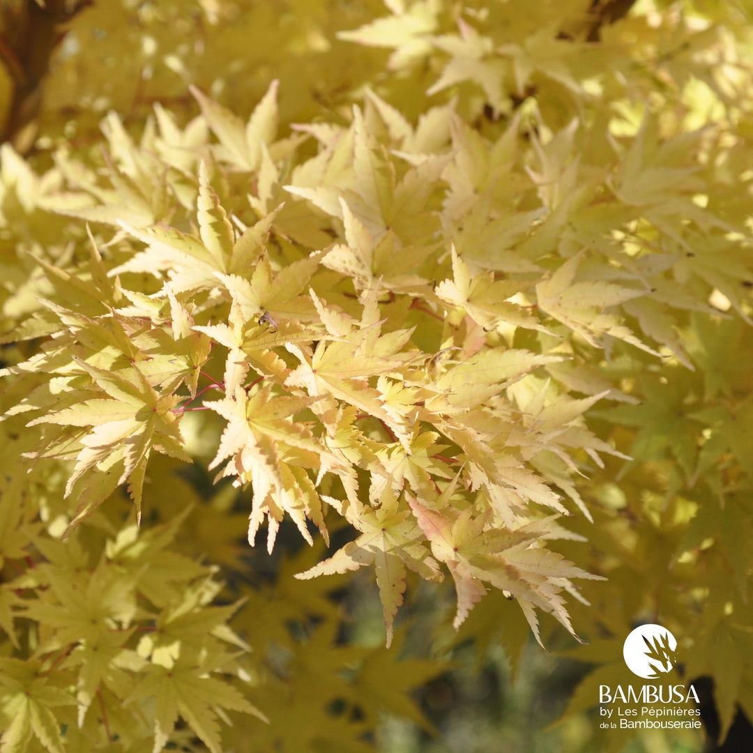 Acer palmatum &