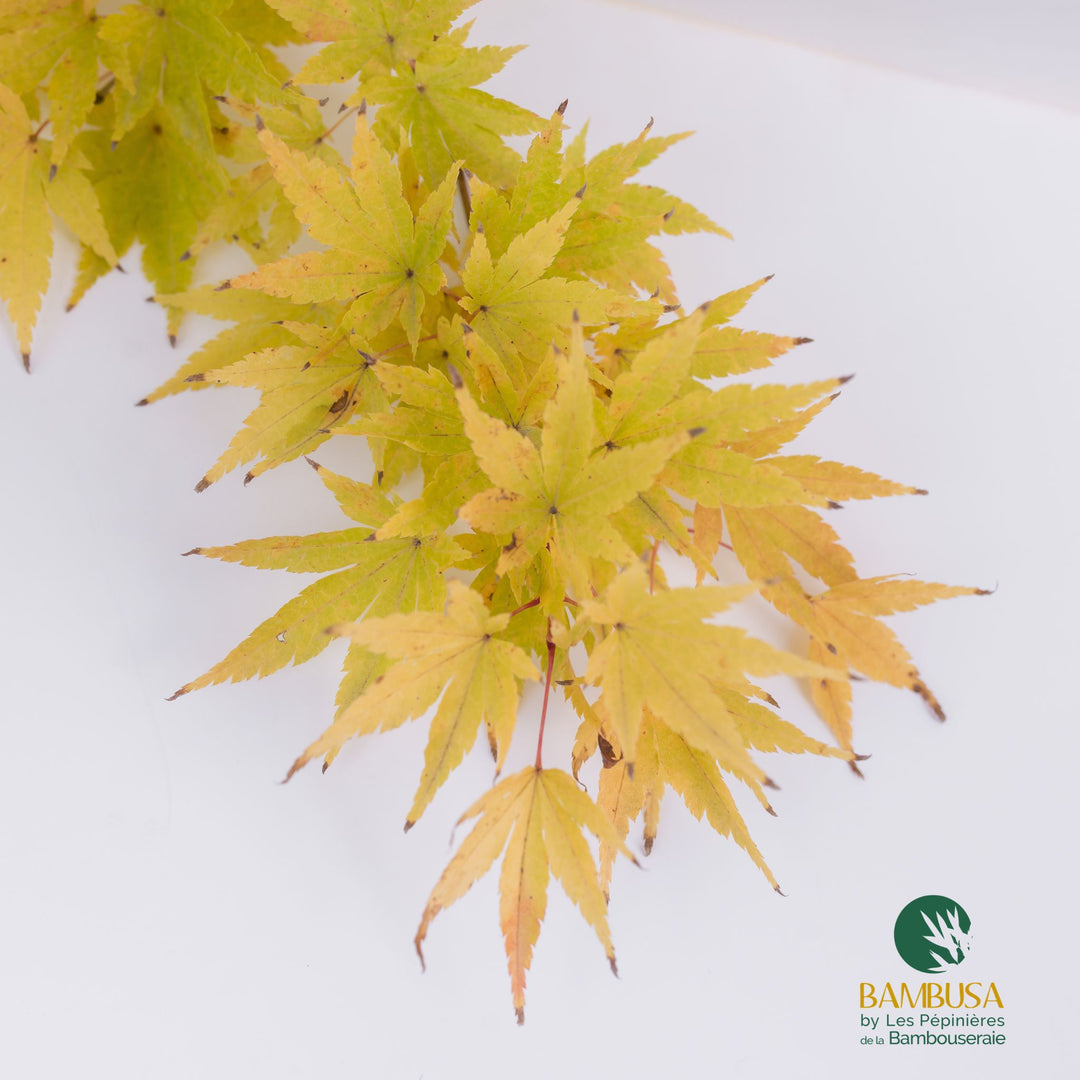 Acer palmatum &