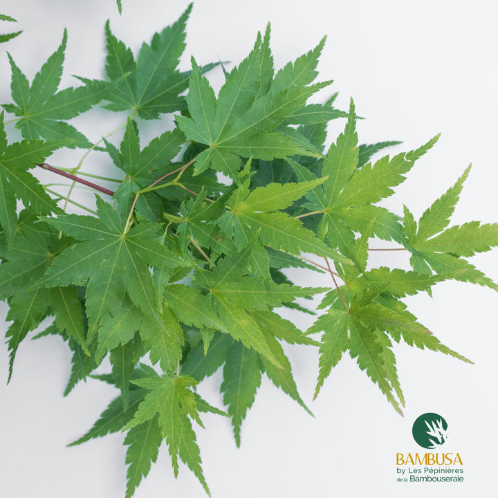 Acer palmatum &