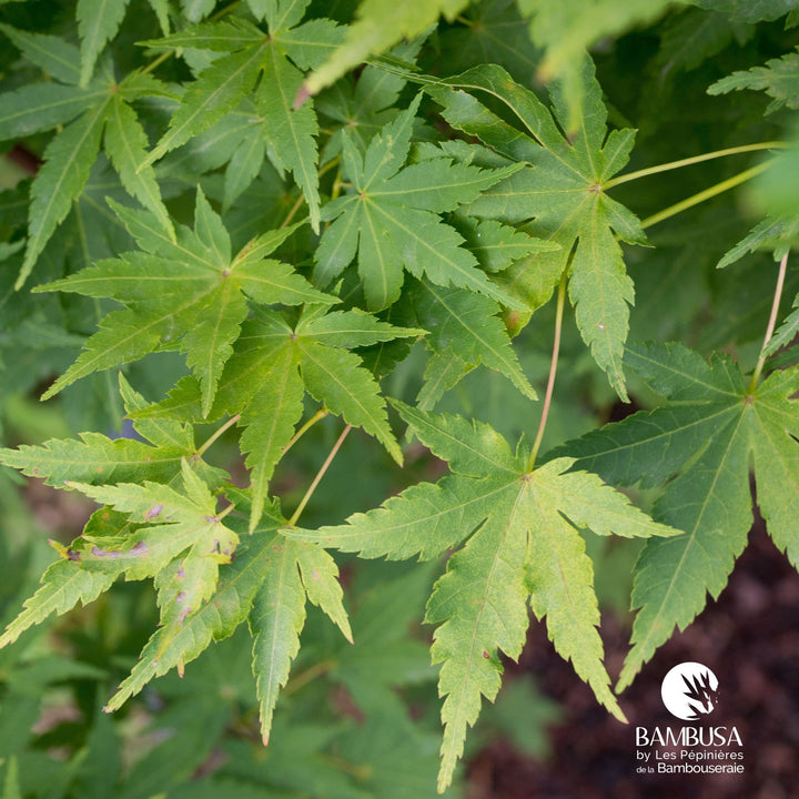 Acer palmatum &