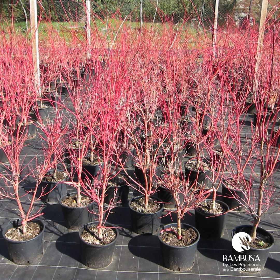 Acer palmatum &