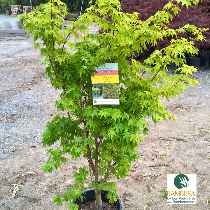 Acer palmatum &