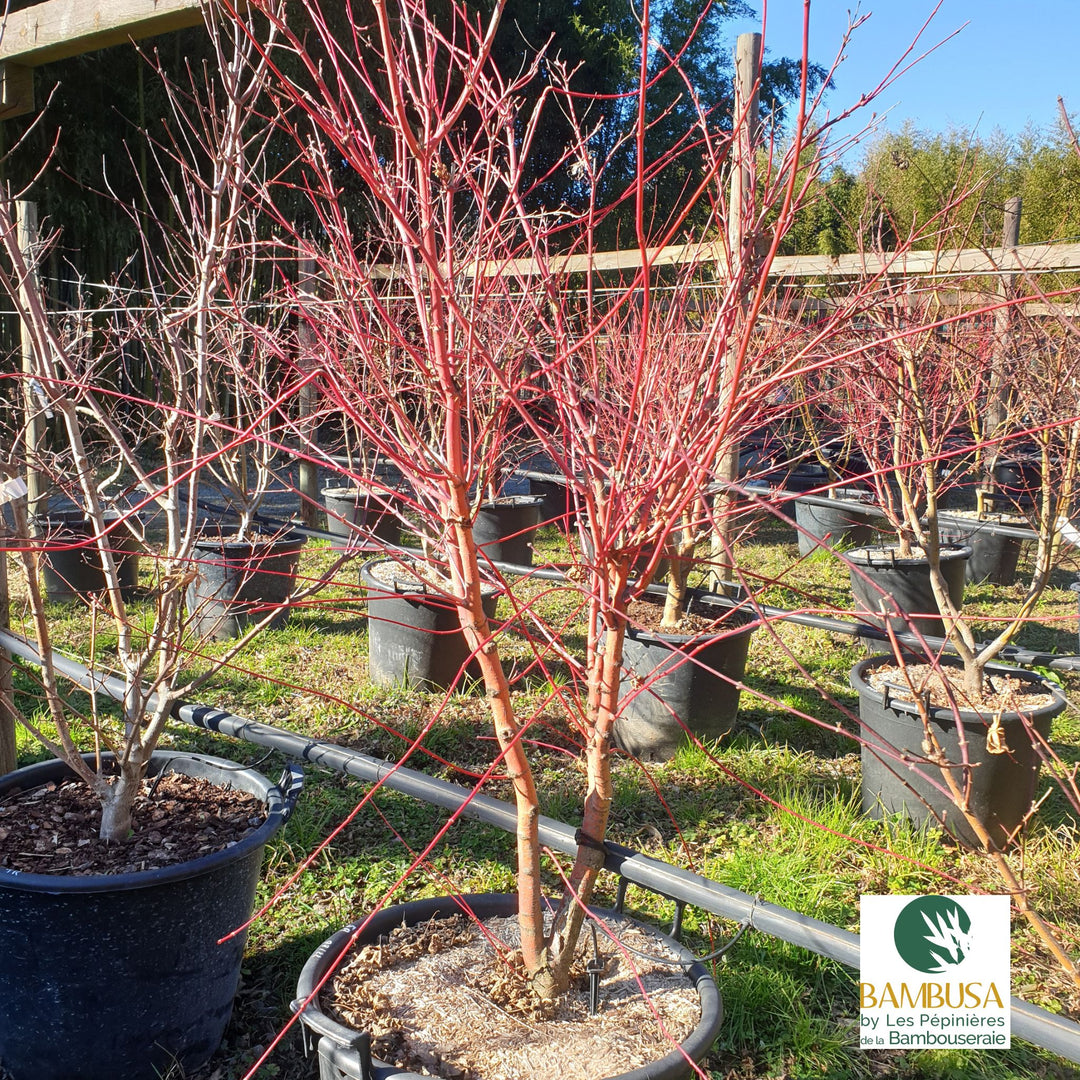 Acer palmatum &