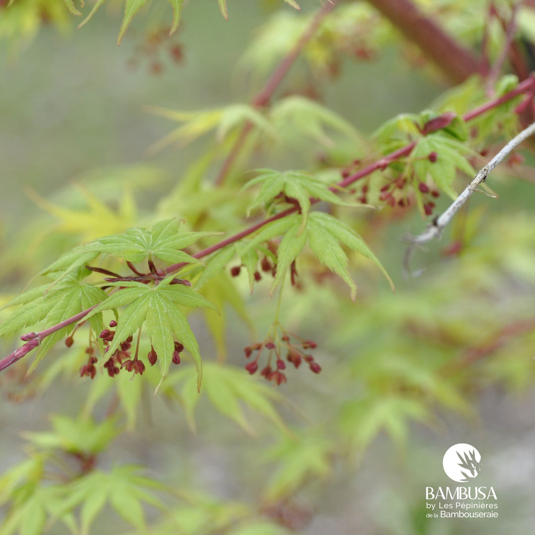 Acer palmatum &