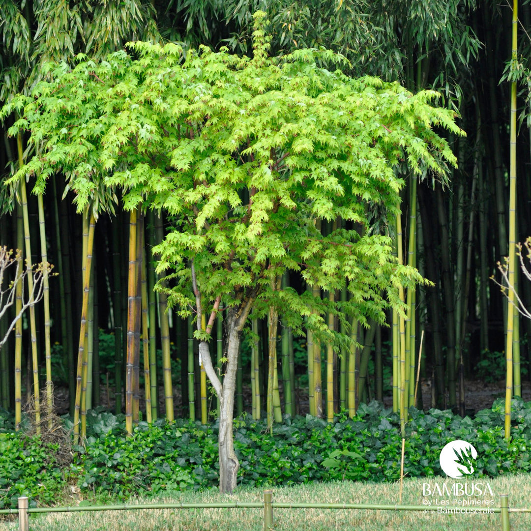 Acer palmatum &