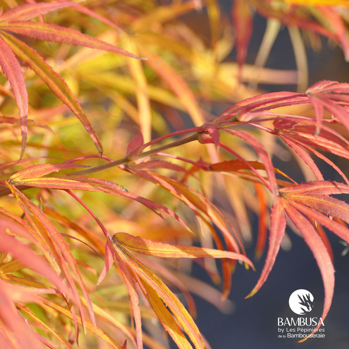 Acer palmatum &