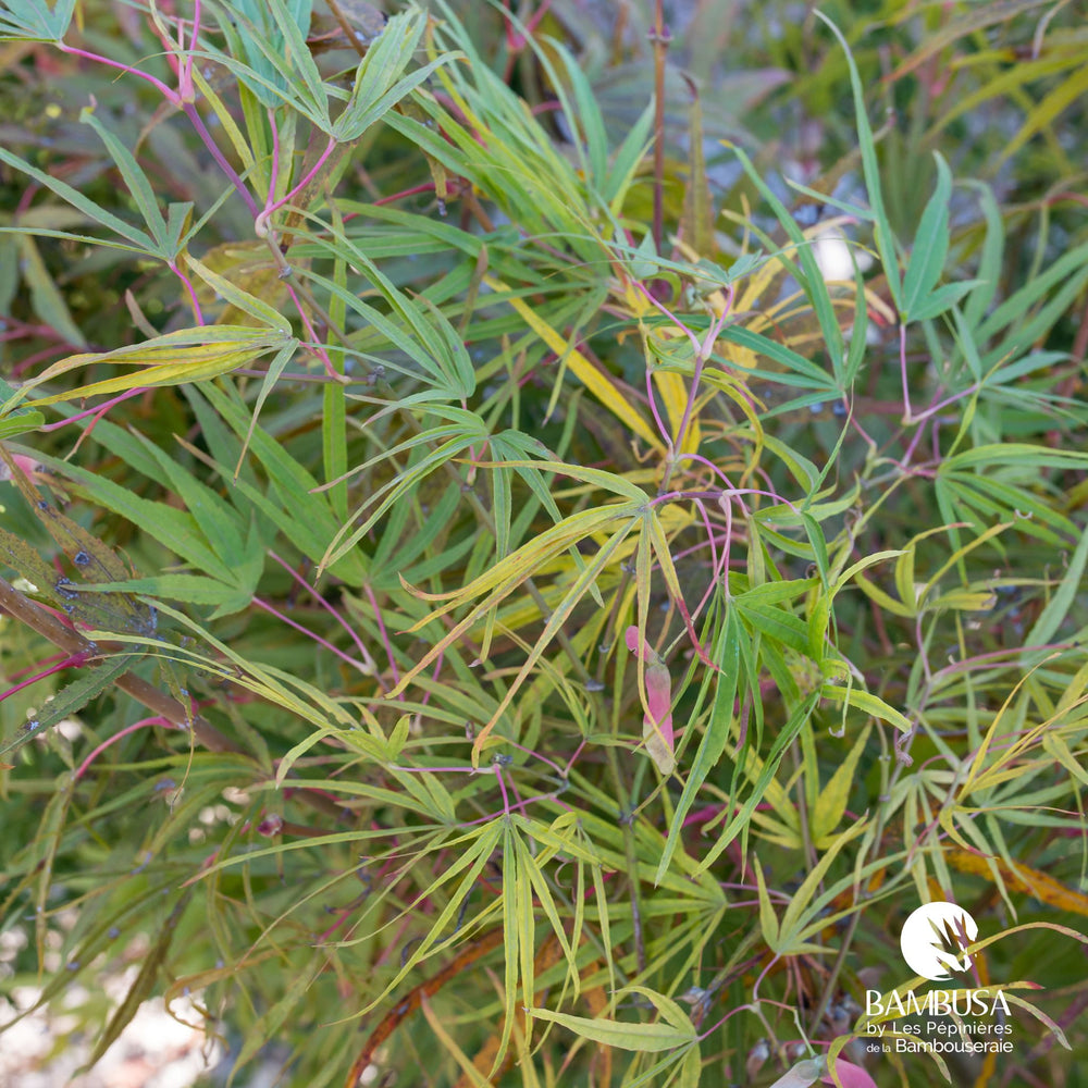 Érable du Japon 'Scolopendrifolium' au feuillage vert