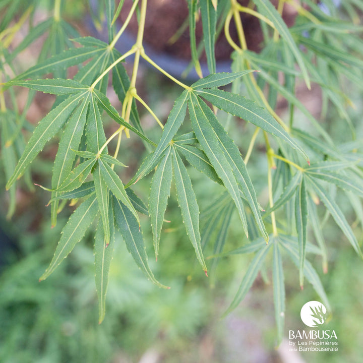 Acer palmatum &