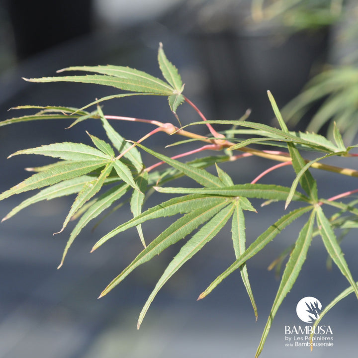 Acer palmatum &