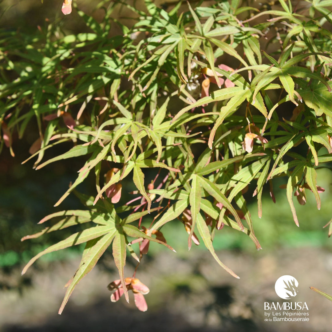 Acer palmatum &