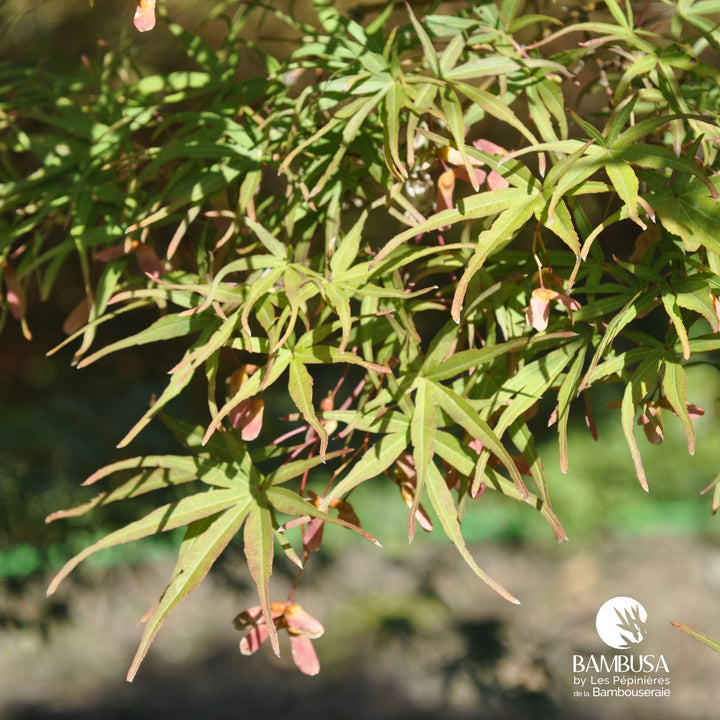 Acer palmatum &