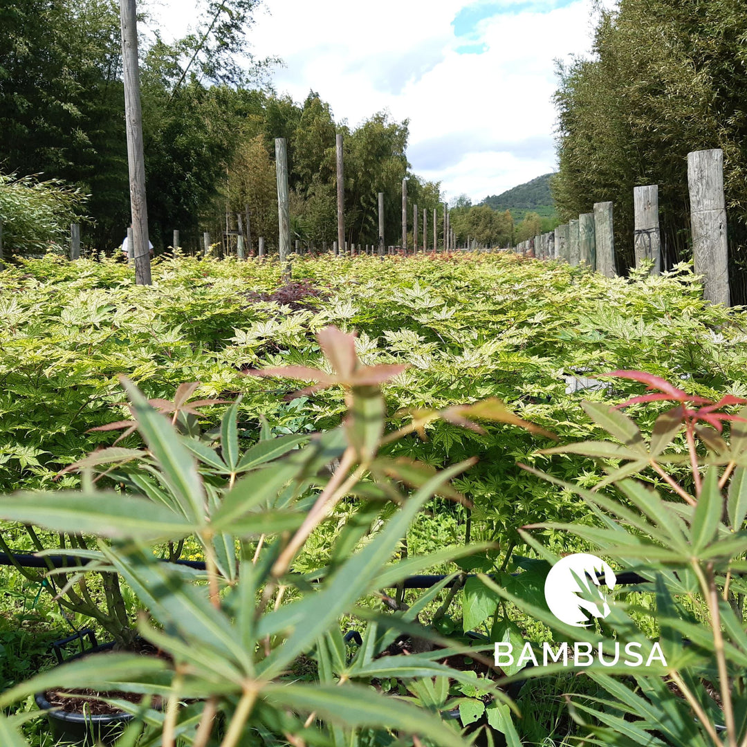Rangées d'érables du Japon Scolopendrifolium en conteneurs dans la pépinière