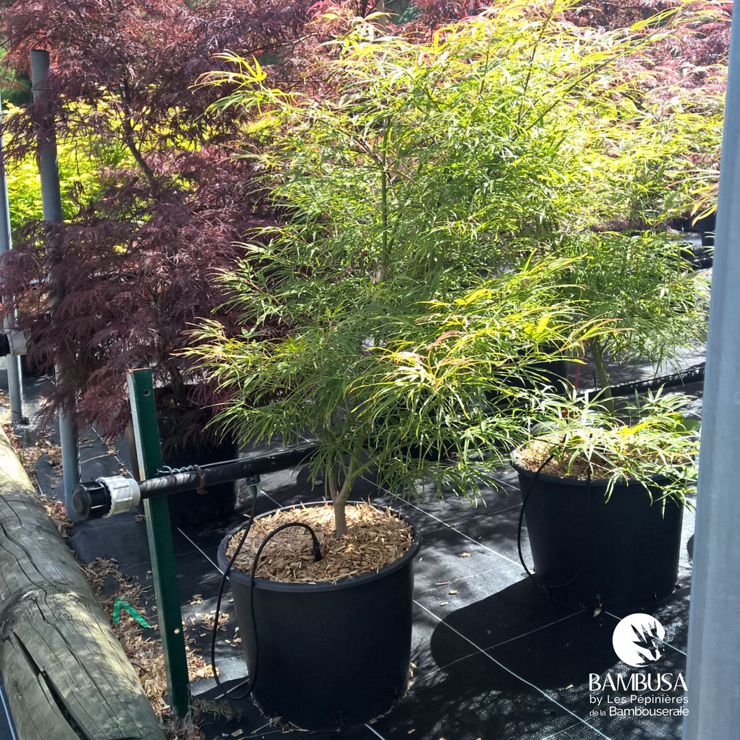 Acer palmatum &