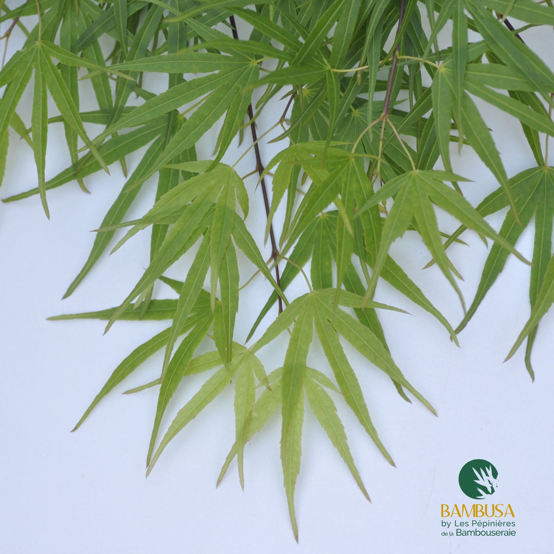 Acer palmatum &