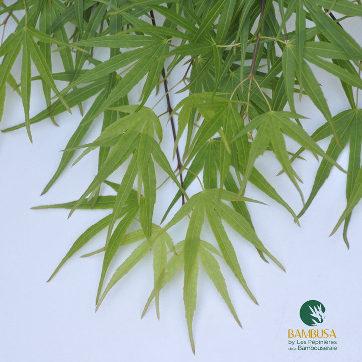 Acer palmatum &